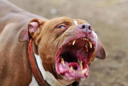 狗狗为什么喜欢舔人,那么它的嘴巴干净吗
