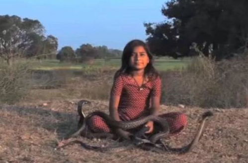 奇闻 印度女孩整天与蛇为伴,饿了就吃蛇肉,但是蛇从不攻击她