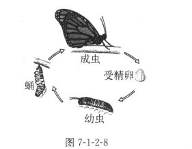 比较昆虫和两栖动物的生殖和发育的不同点.项目代表动物受精方式发育方式发育阶段体内受精卵.幼虫. 蛹.成虫蝗虫.蟋蟀受精不完全变态两栖动物青蛙 受精 题目和参考答案 