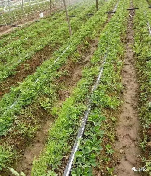 草莓育苗田除草,该如何选择除草剂 