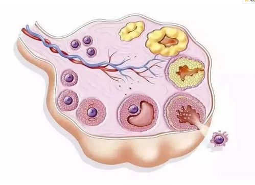 中医怎么调理卵泡黄素化(卵泡黄素化中医调理的好吗)