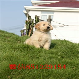 洛阳大型犬舍出售纯种健康的金毛犬 可签协议可送货