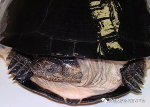 非洲棱背侧颈龟 非洲棱背泥龟