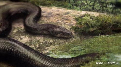 地球上最长的蛇是什么 印尼9米巨蟒被发现,是 变异 物种吗