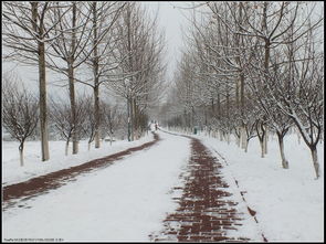 济南冬季学院雪景