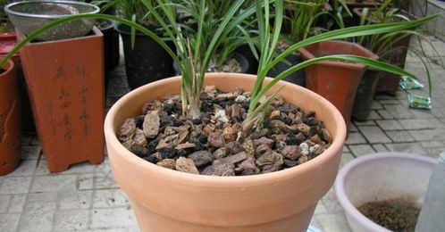 松树皮种兰花需加土吗 最简单的兰花土配置