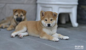 柴犬币交易平台_柴犬币交易平台用哪个好