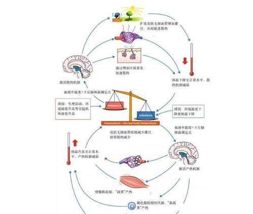 人体是恒温的,体内源源不断的热量由哪个器官产生,什么原理