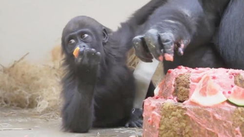 小猩猩第一次过生日,管理员为它做蛋糕,猩猩们吃的真开心 