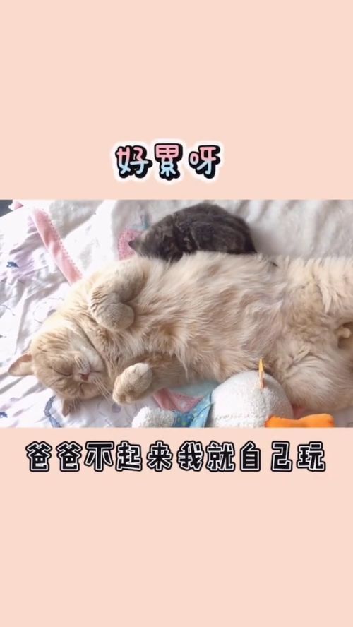 这个爸爸太厉害了,睡着了还能陪孩子玩,猫爸爸与猫宝宝 