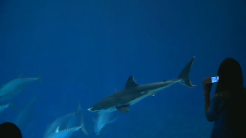 水族馆连鲸鱼都敢养,为什么唯独不敢养大白鲨 