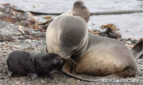 交配的残酷现象 这种动物有100多个配偶,它的兄弟却孤独终老