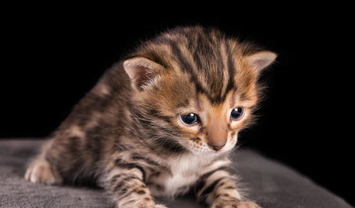 孟加拉豹猫 一种很多人想养,却养不起的猫,除非你有矿