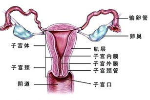 旦旦优生优育|输卵管系膜囊肿影响怀孕吗？