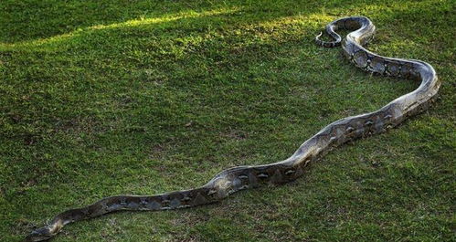 蟒蛇饿极了什么东西都吃, 但看见蟒蛇吃短吻鳄还是十分吃惊