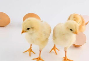 关于孵化小鸡的知识(孵化小鸡的资料在家长的帮助下孵化和饲养小鸡)