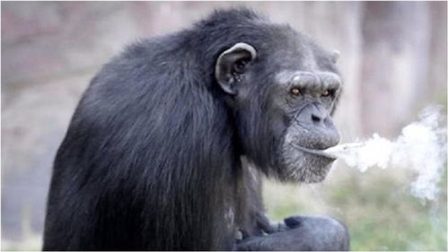 世界上最聪明的猩猩,竟然做了20年饭,网友自愧不如 