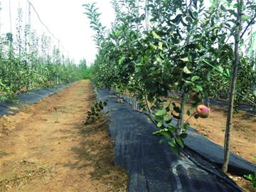 农业创客能让42种苹果长在葡萄架上 明年上市 