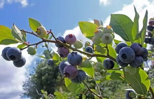 蓝莓花蓟马特点及防治方法,阿维菌素甲维盐对蓟马有效吗