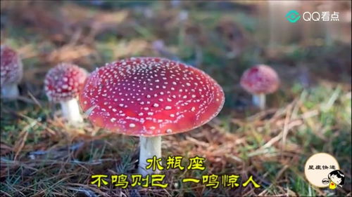 12星座谁最聪明 射手座学习能力强,双子座天生聪明 