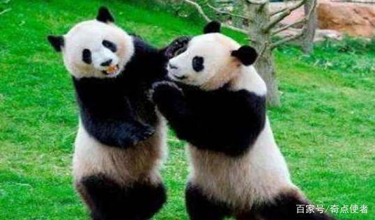 野生熊猫和老虎打架, 国宝 会被秒杀 其实不能小看熊猫