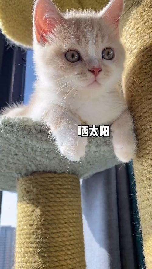 给小猫取名叫喜东东,希望能像1988里面的喜东东一样成为爱姐姐的小暖男,嘻嘻 萌宠出道计划 小奶猫 