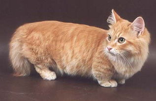 有一种猫咪腿特别短 叫什么名字 