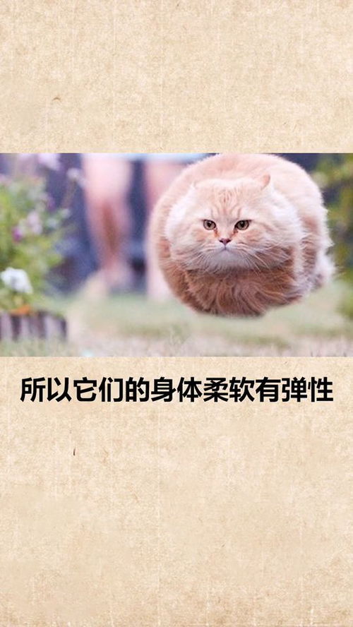 猫奴一定要知道的冷知识 