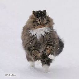 俄罗斯一网友家养的这只挪威森林猫简直霸气10足,感受下... 