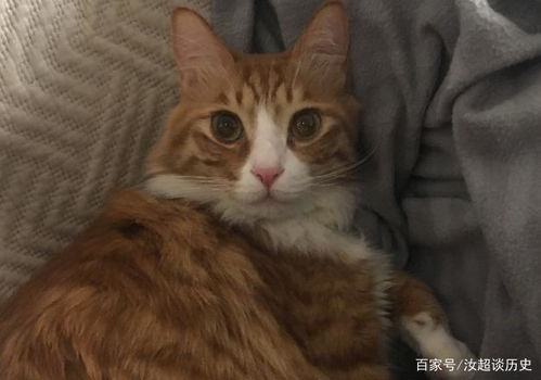 猫咪血线是什么 剪到猫血线要怎么处理 