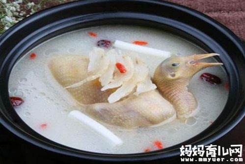 孕妇鸽子汤做法 孕妇鸽子汤的做法大全