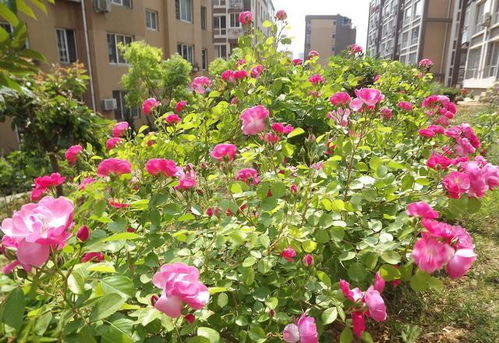 阳台养月季合适吗 想要养出花开大朵的月季花,该怎么养护