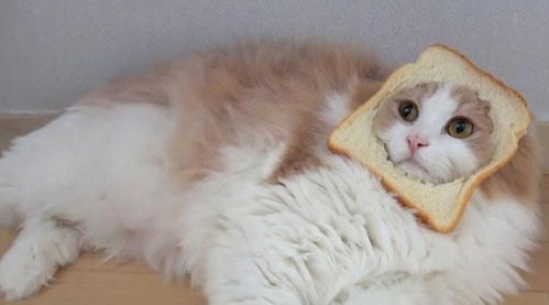 猫咪吃甜食奶油蛋糕,并不是因为喜欢吃甜的,而是因为这一点