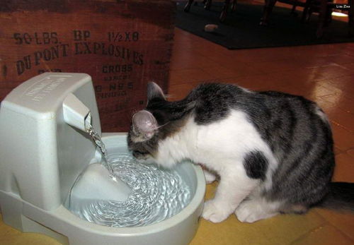 猫咪不喜欢喝水怎么办