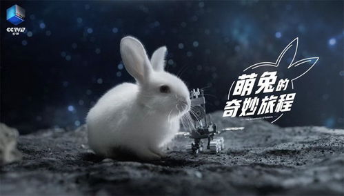 纪录片 萌兔的奇妙旅程 开播 兔子还有这么多故事