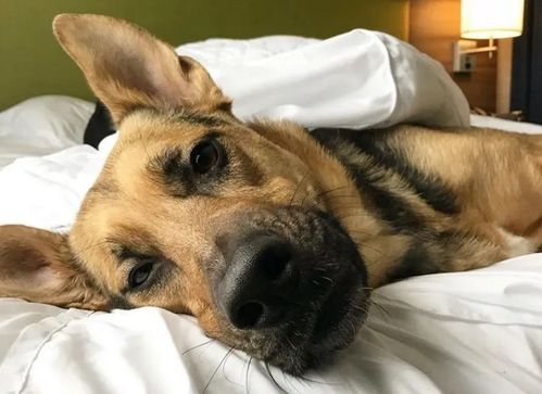 酒店推出 狗狗陪睡 ,睡出感情了,能带走狗,但有条件