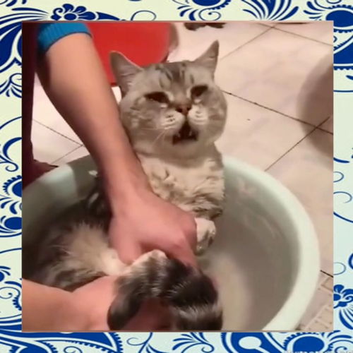 为什么这个猫猫不怕水 