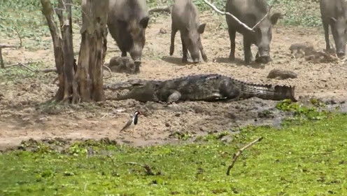 鳄鱼偷袭野猪幼崽,野猪妈妈 火力全开 ,鳄鱼瞬间崩溃了