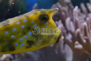 可爱的鱼和珊瑚商用正版图片下载 图片ID 1588078 动物世界 正版图片 