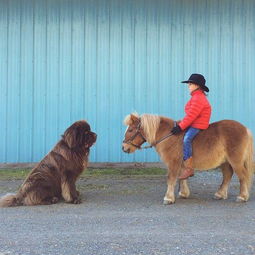 儿子 两只巨狗狗和一匹马的最动人友情