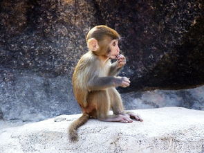属猴人2015年运势 属猴人的性格优缺点