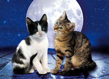 月光下的猫图片 