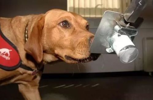狗鼻子能闻出新冠病毒 专家 训练6周就能提供实质帮助