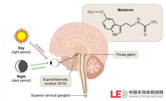 谭建川 人本照明的生物学背景解析 