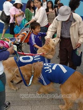 世界杯热波及日本宠物狗 