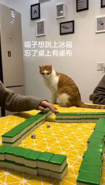 想要跳上冰箱的小猫,它竟是这样的表现 