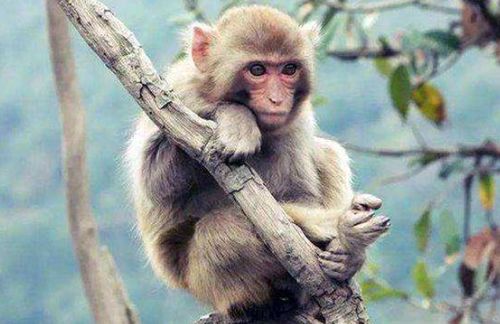 生肖猴 十猴九苦,1968年的属猴人的晚年命运,52岁后怎么样