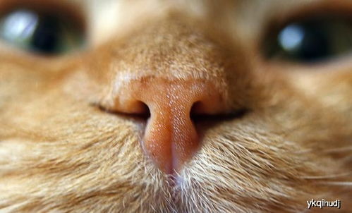 猫鼻子干燥就是生病了 别着急 鼻子干燥有可能是这些原因引起的