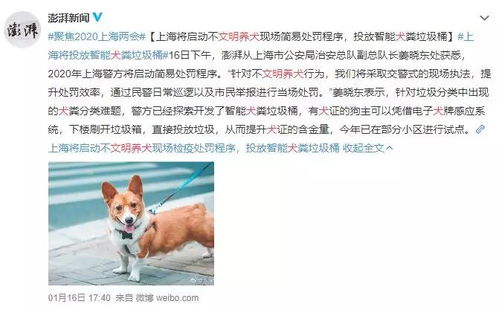 上海养犬管理再出新政策,针对不文明养犬将采取 交警式 现场处罚
