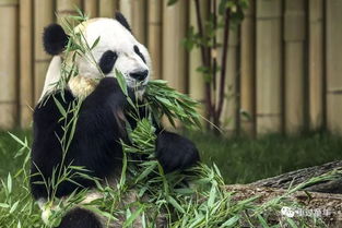 99 的娃都想当大熊猫饲养员 想参与 快点开看